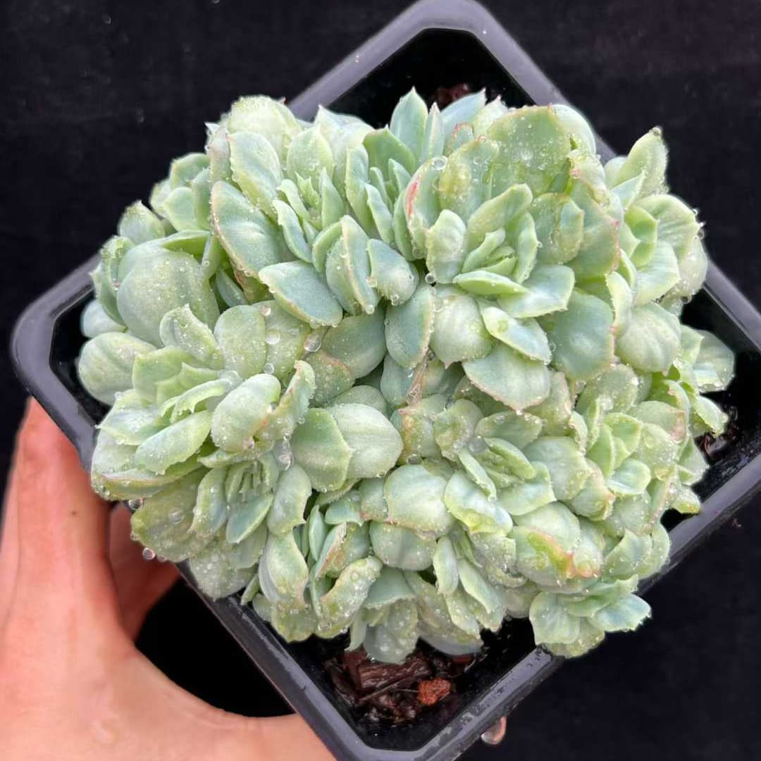 22545  バブル　クロス（12.5cm pot）