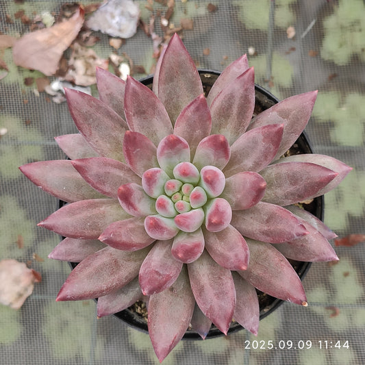 MMT839 ゴールドフィッシュ（9cm pot）