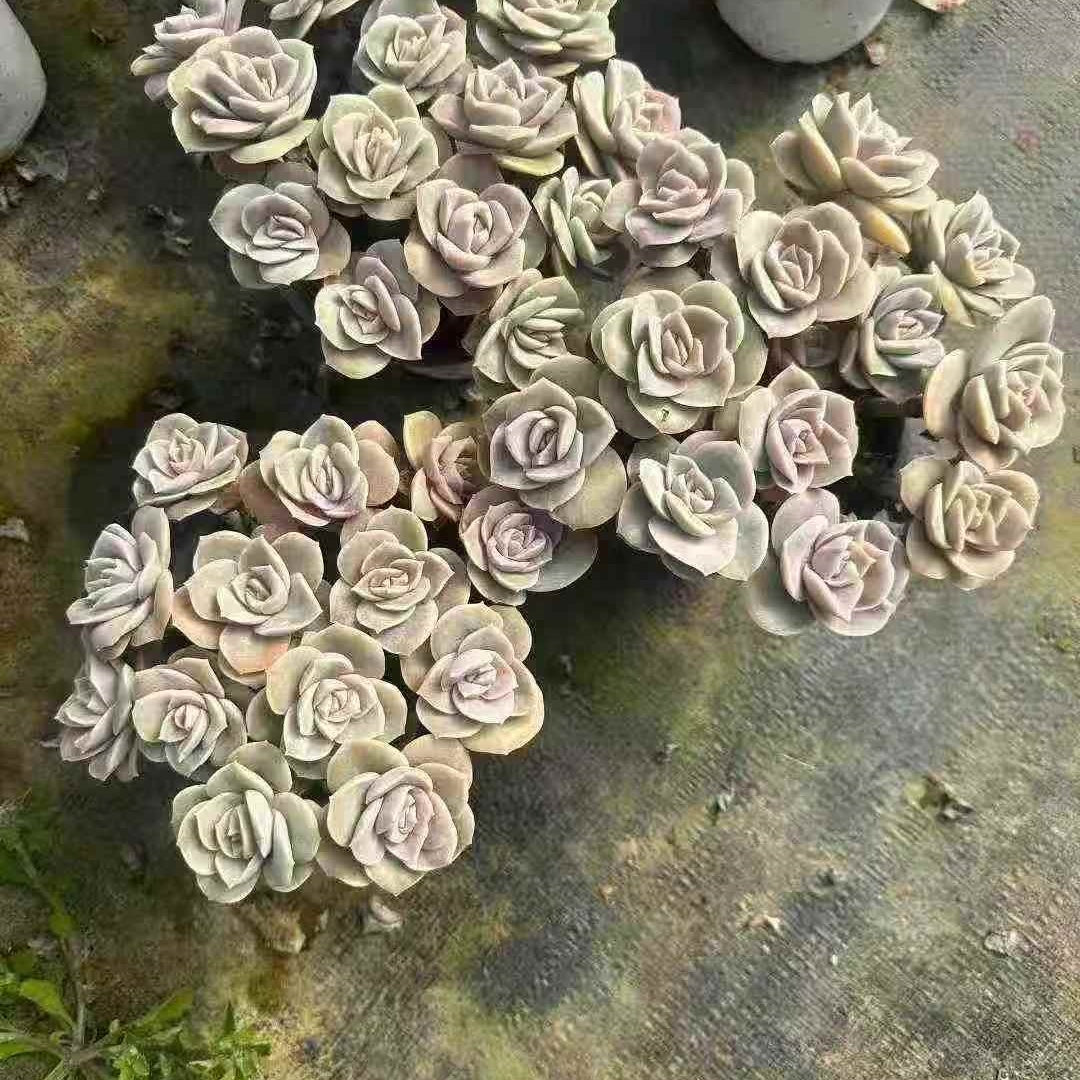 23658 ラブリーローズ（12cm pot）