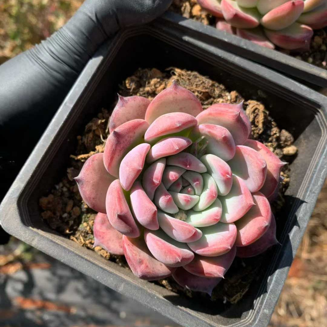 26223 オリジナル　コーローラッター