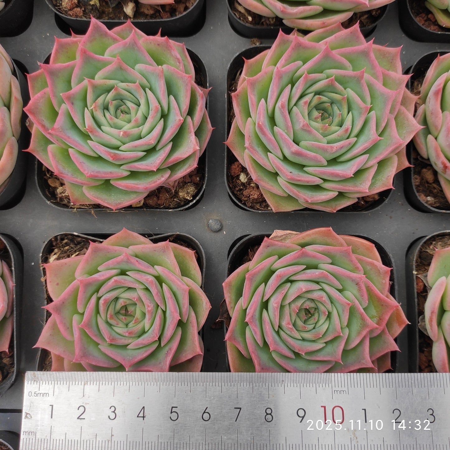 80569 スカイワールド Hyb（6.5cm pot）