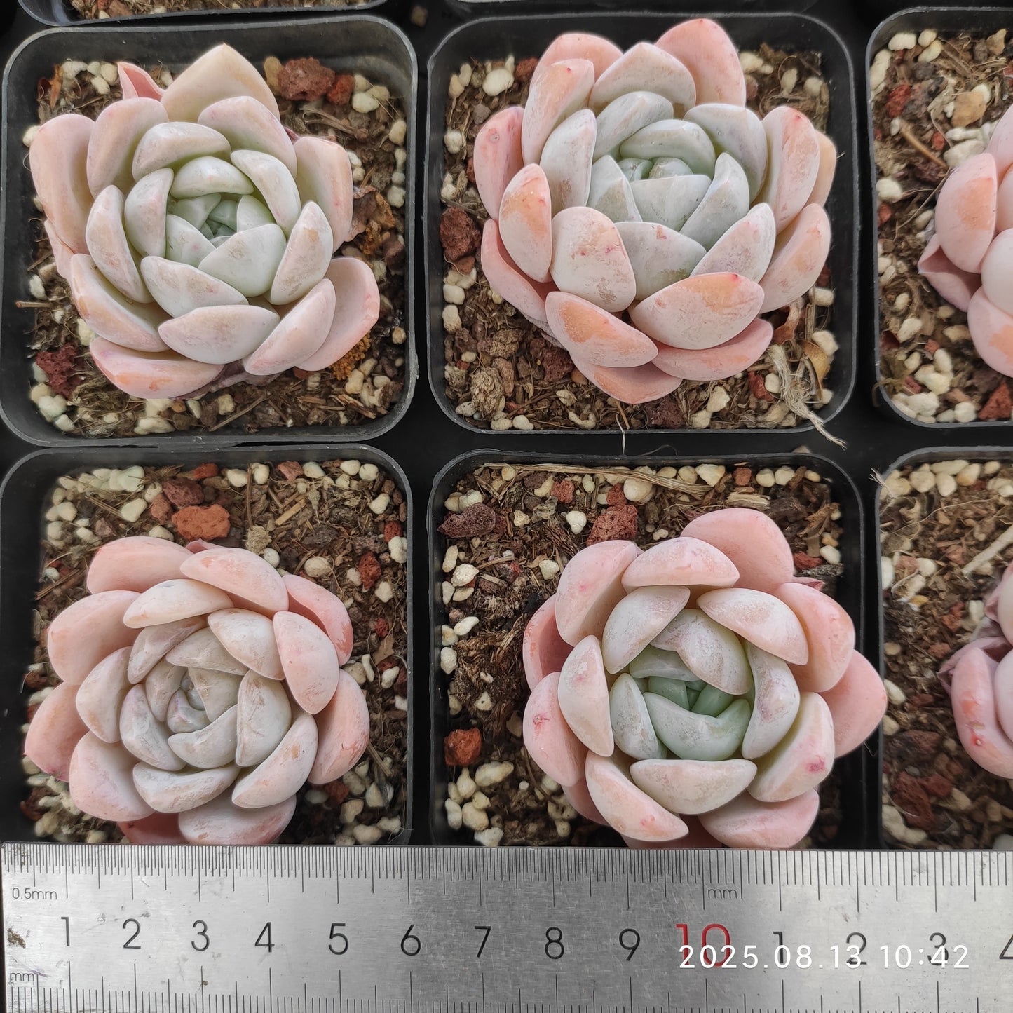 LB022 アイス　スピリット（7cm pot）