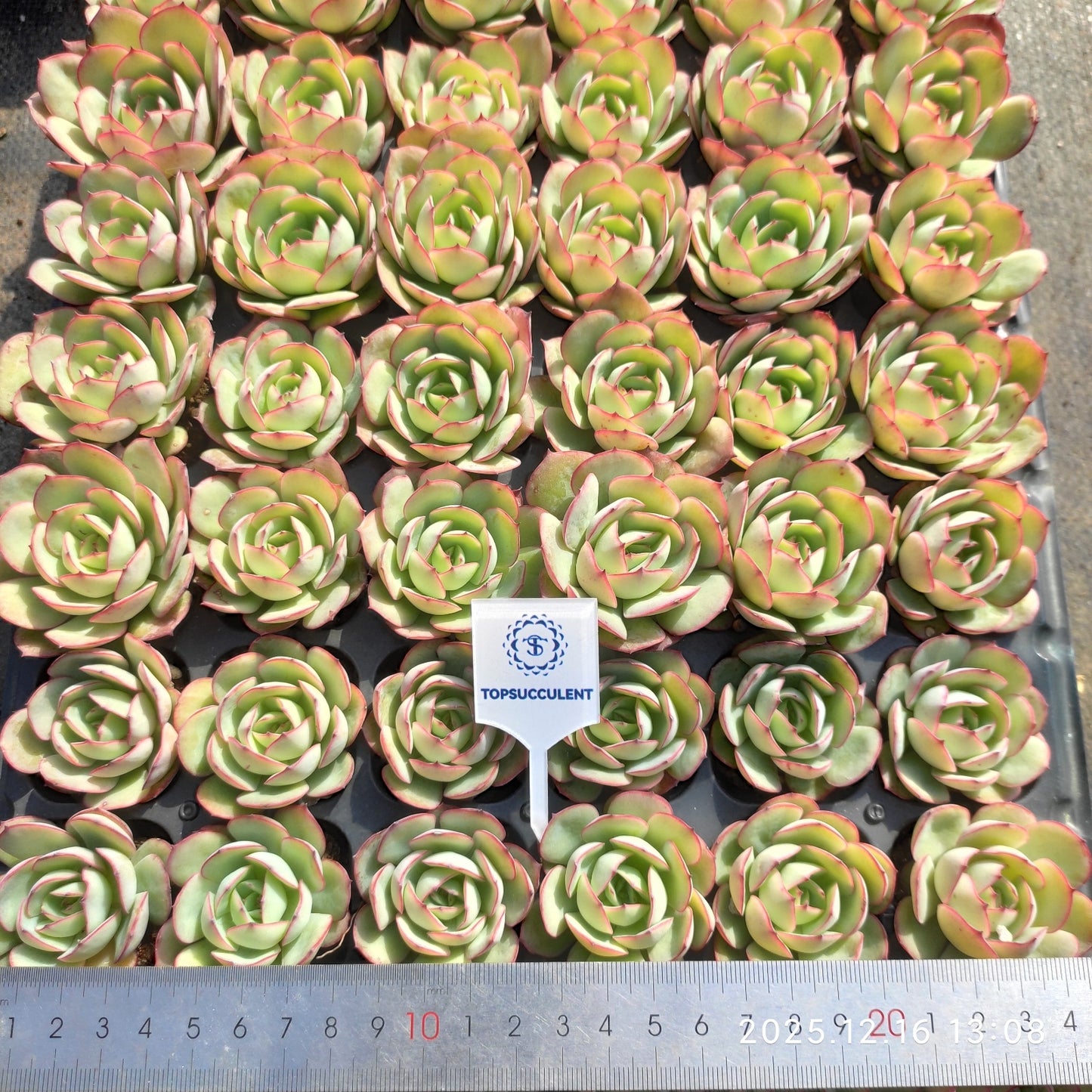 23703 モーニング　ドユーHyb（3cm pot）