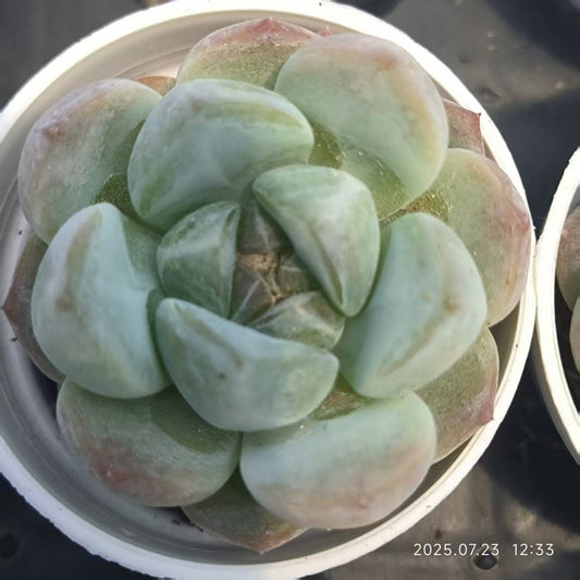 XL040 フォーティチュード（5cm pot）