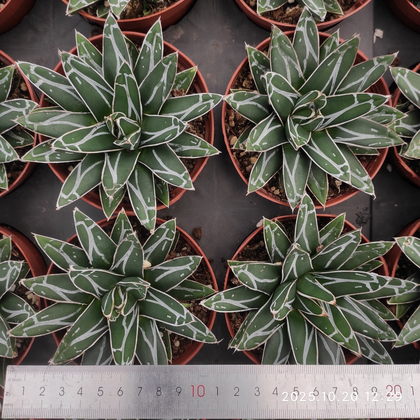 ZXX045 笹の雪（12cm pot）