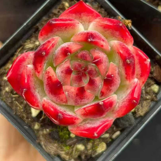 BL2116 コロラータ（7cm pot）