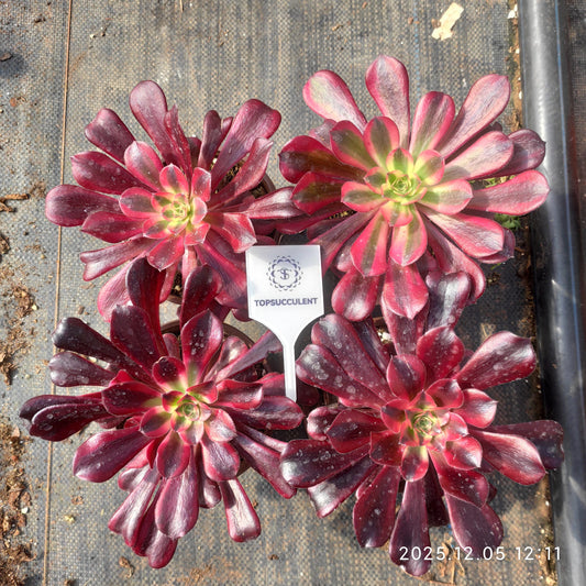 21675 メドゥーサー（12cm pot）