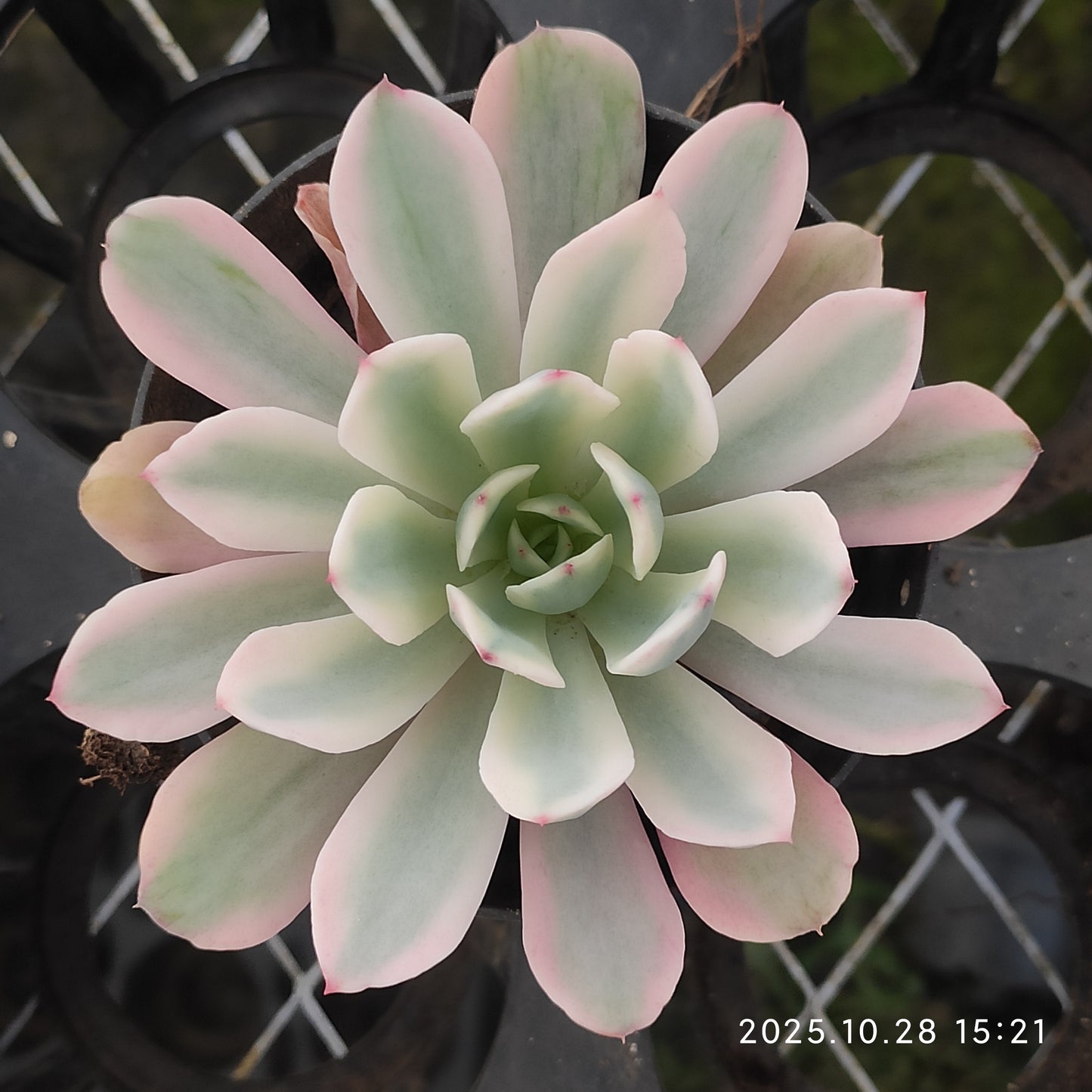 XY274 ホルウェイ錦（9cm pot）