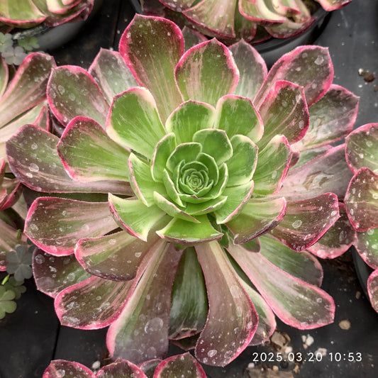 ON719 アータスコープ（12cm pot）