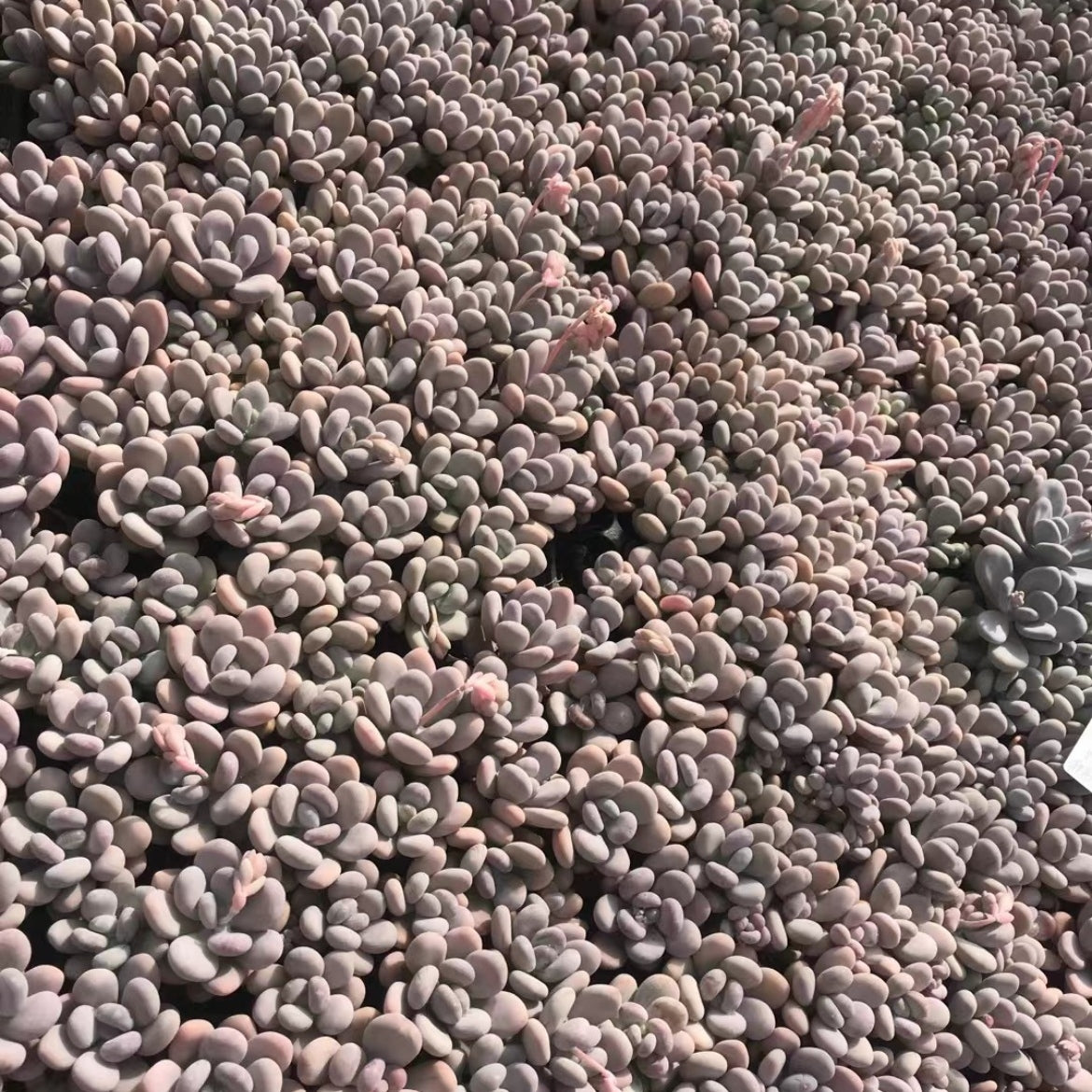 23374 オレンジスノーボール（3cm pot）（ポット苗）