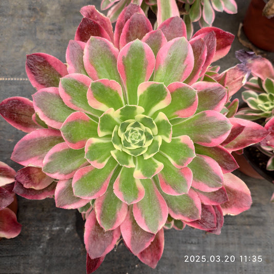 ON730 アエオニウム　ホワイトフェニックス（20cm pot）
