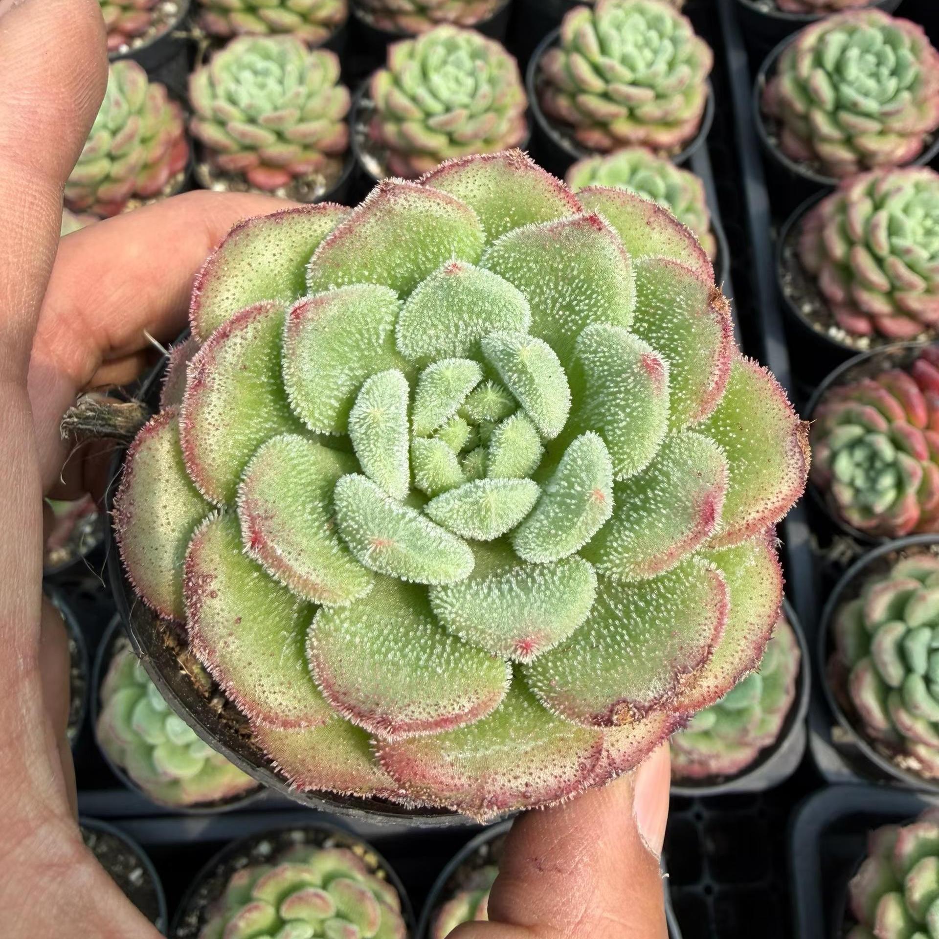 精選 単頭 20260514 – Top Succulent®