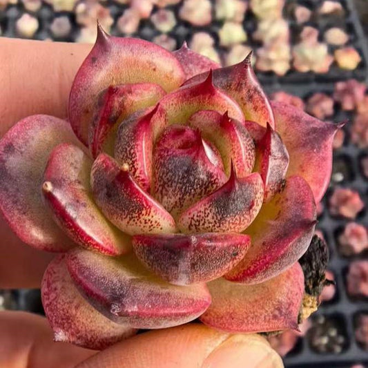 23473 ジェンタル　ブリーズ（3cm pot）