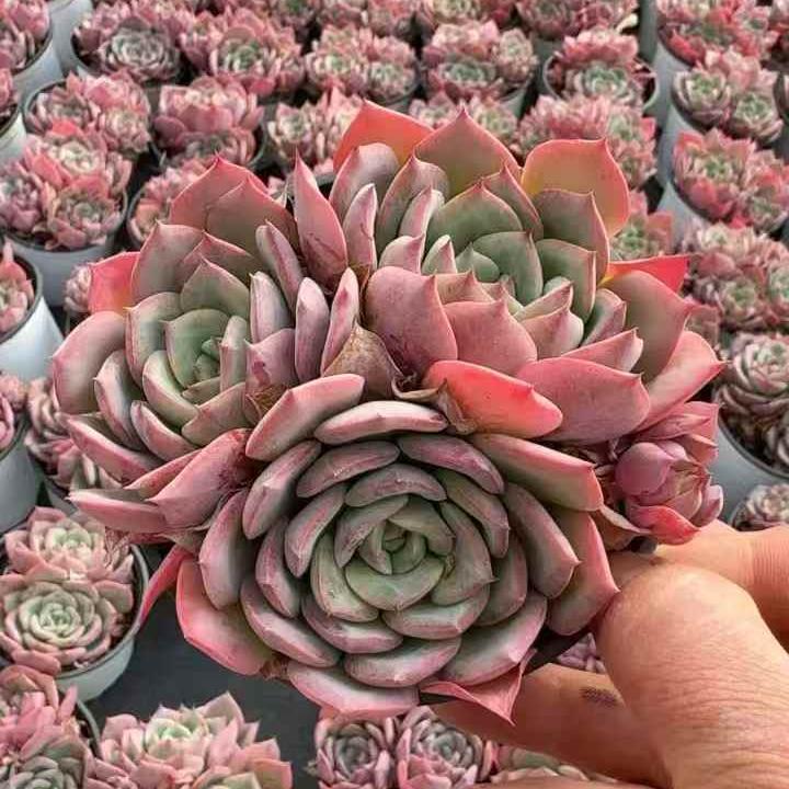 261001 スウィーツプリンセス