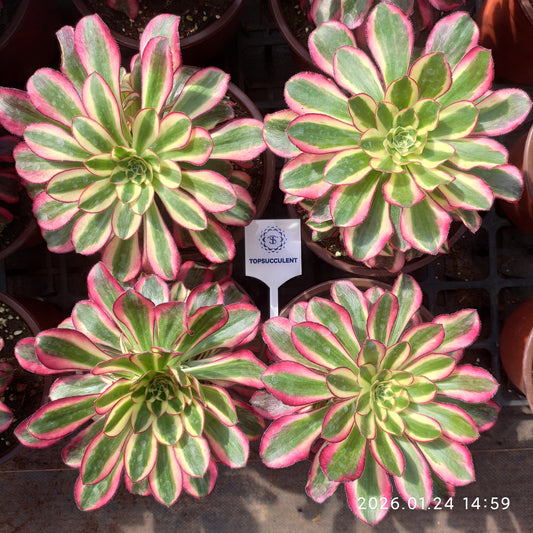 23322 レッド　ベルベット