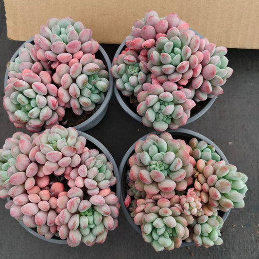 18289 リトルレッドエッグ