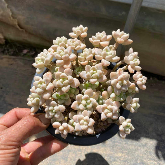 360047 チーズケーク