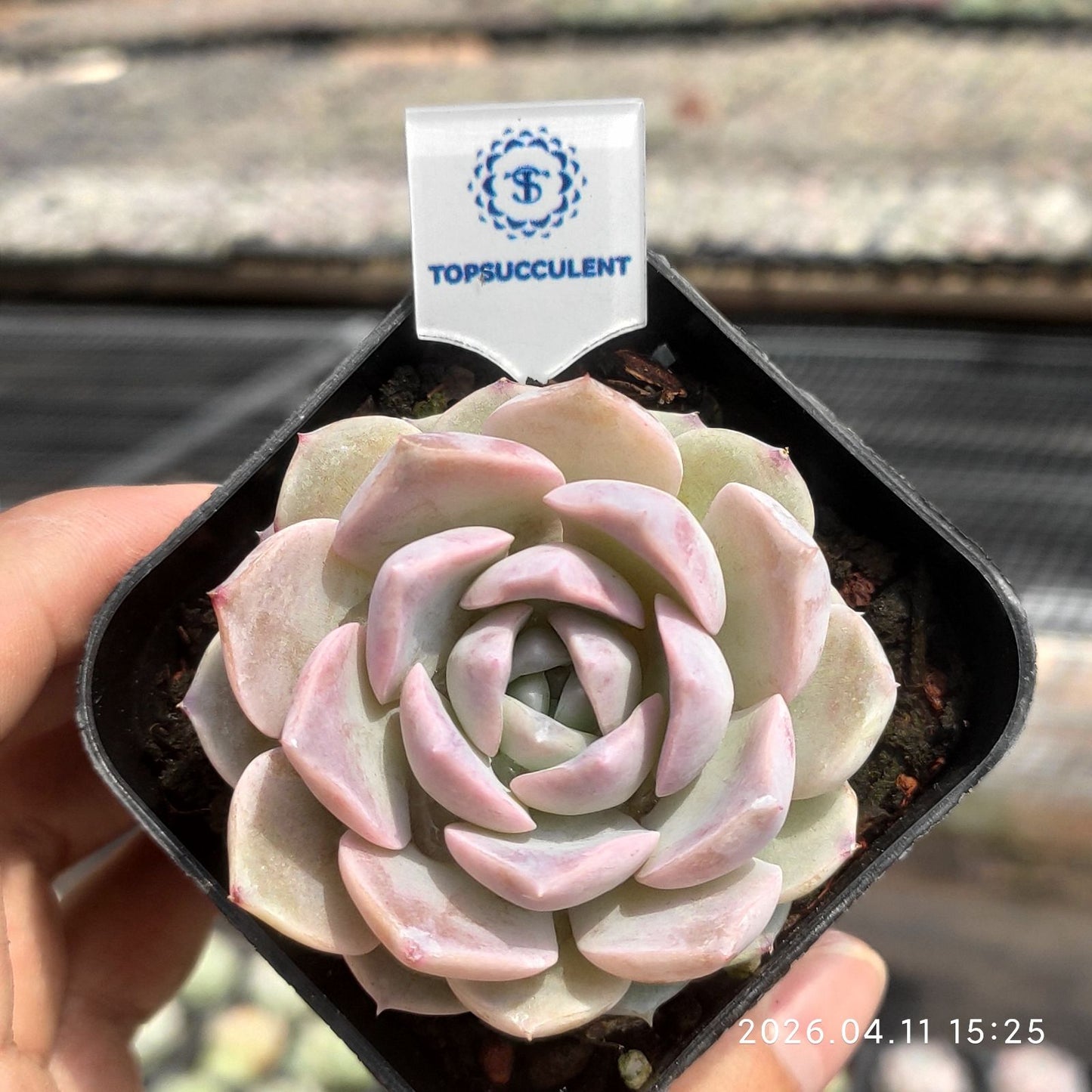 361489 ベロア ブラッシュ