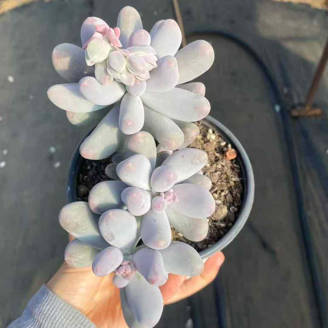 360003 ミコ チーズ