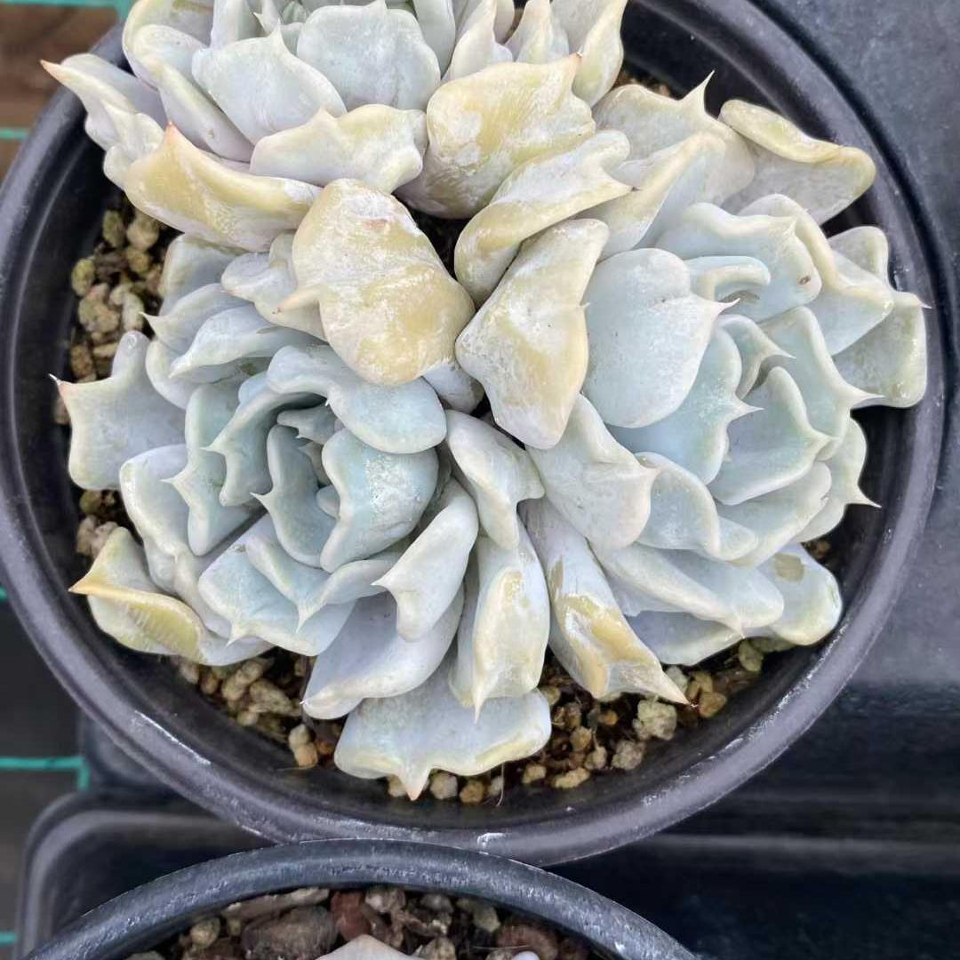 360011 スリリング　パール