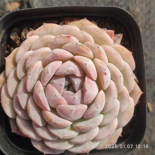DWZ230 ワイト　ルート （7cm pot）