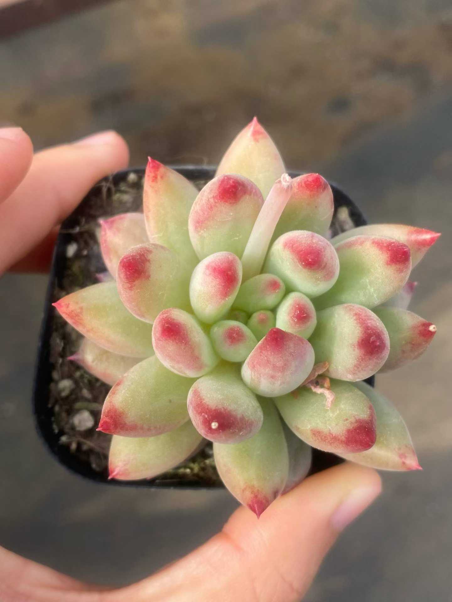 362311 コーンポッピー