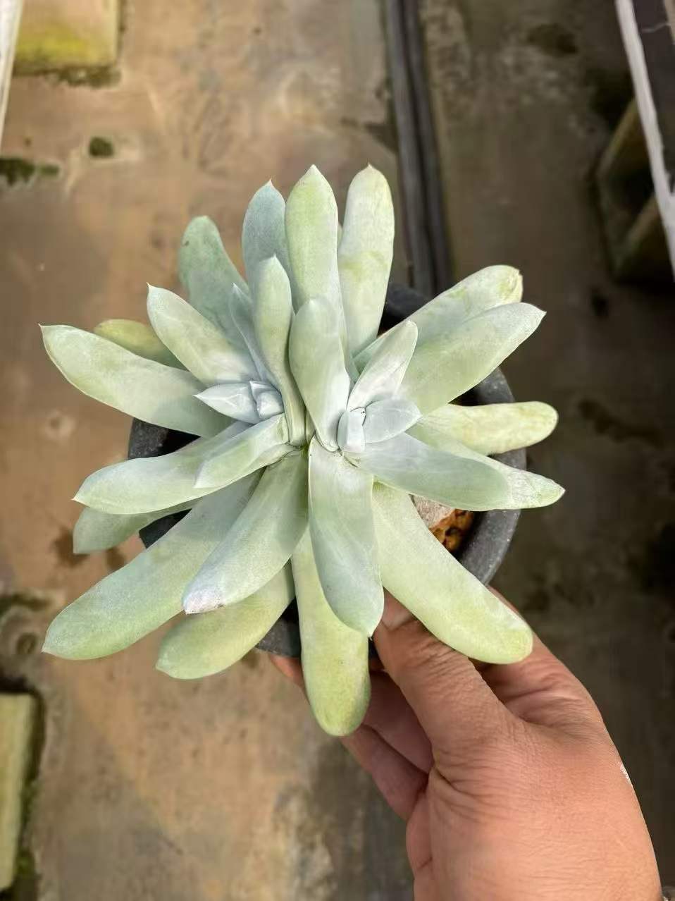 112567 パキフィツム