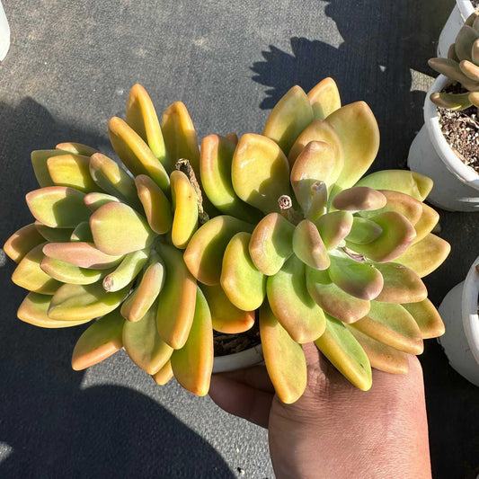 360053 KKビューティー