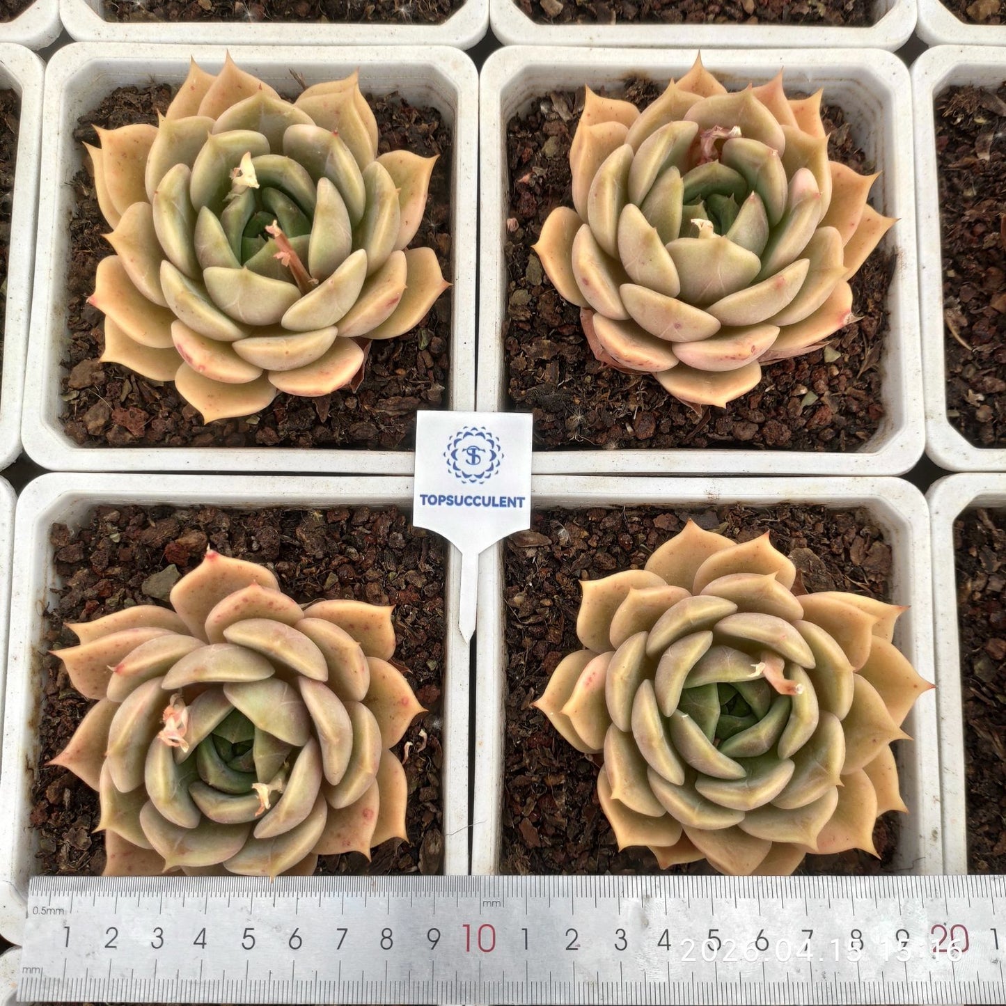 361620 バイカル ライク