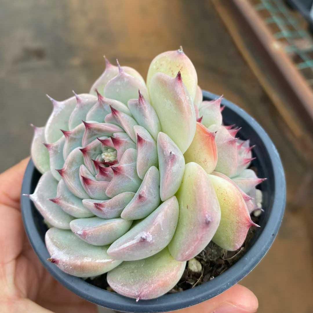 360009 オスカーベルベット