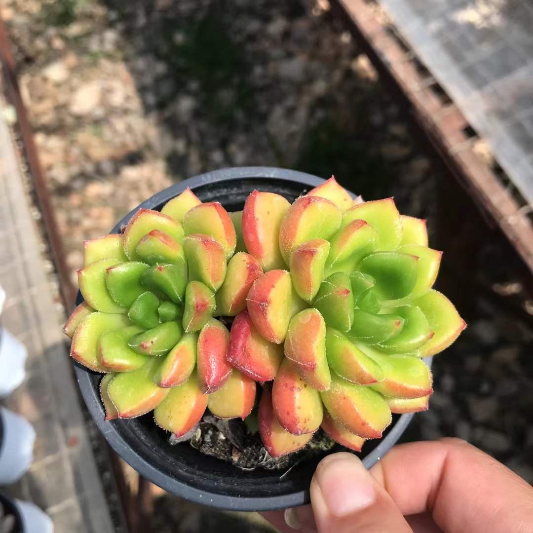364676 キャロル