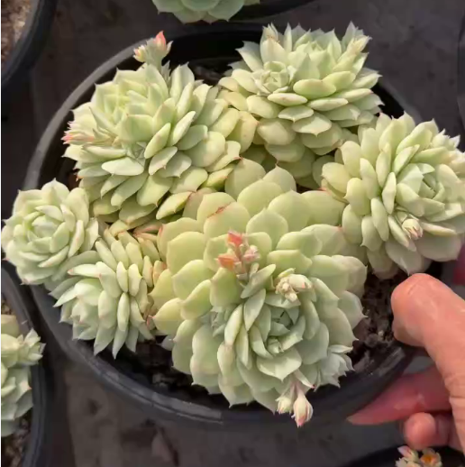 26534 デレンベルギー