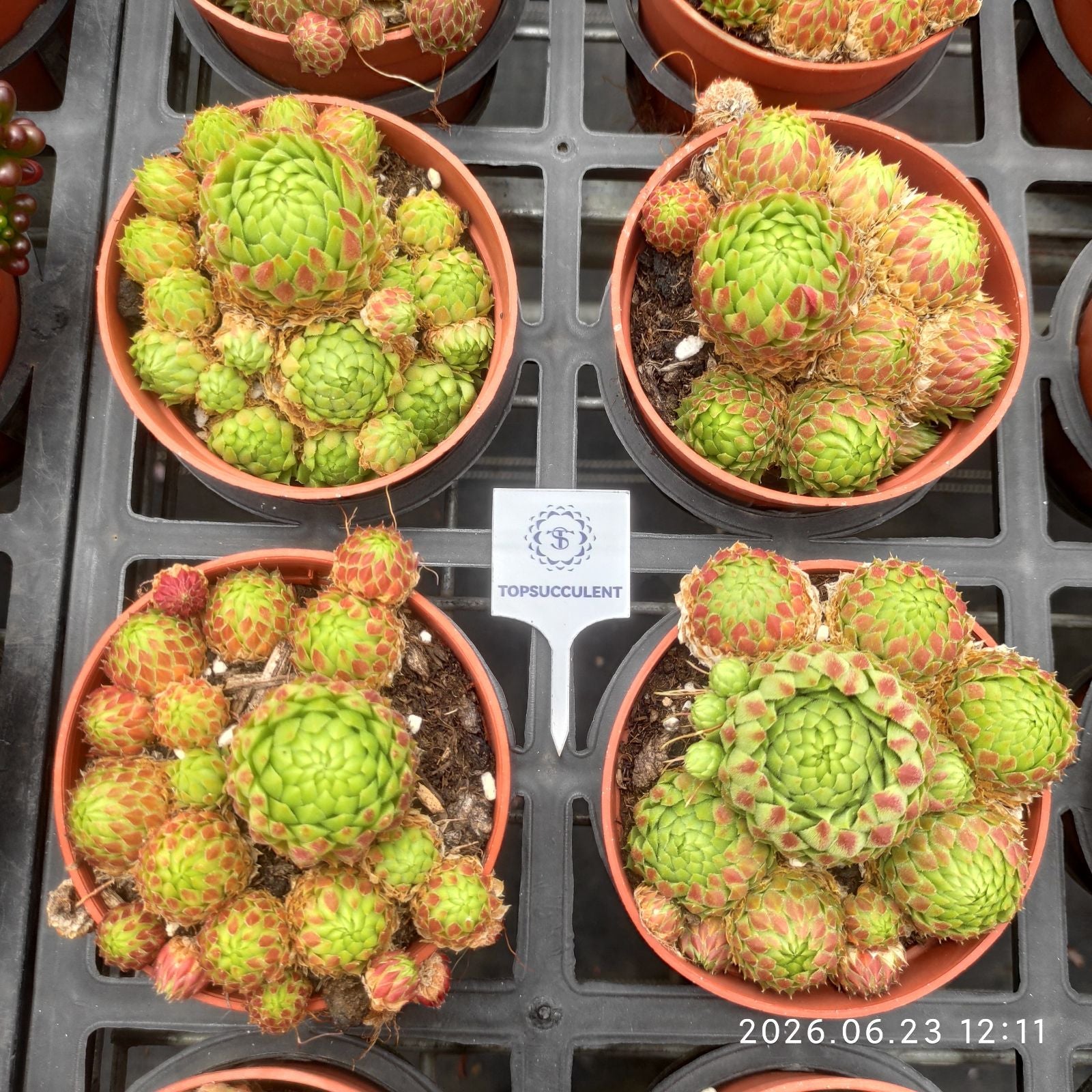 センペルビブム – Top Succulent®