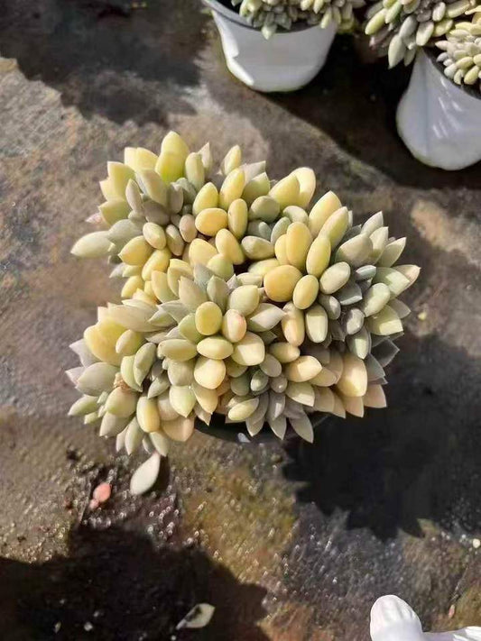 263021 エクスパトリアータ綴化