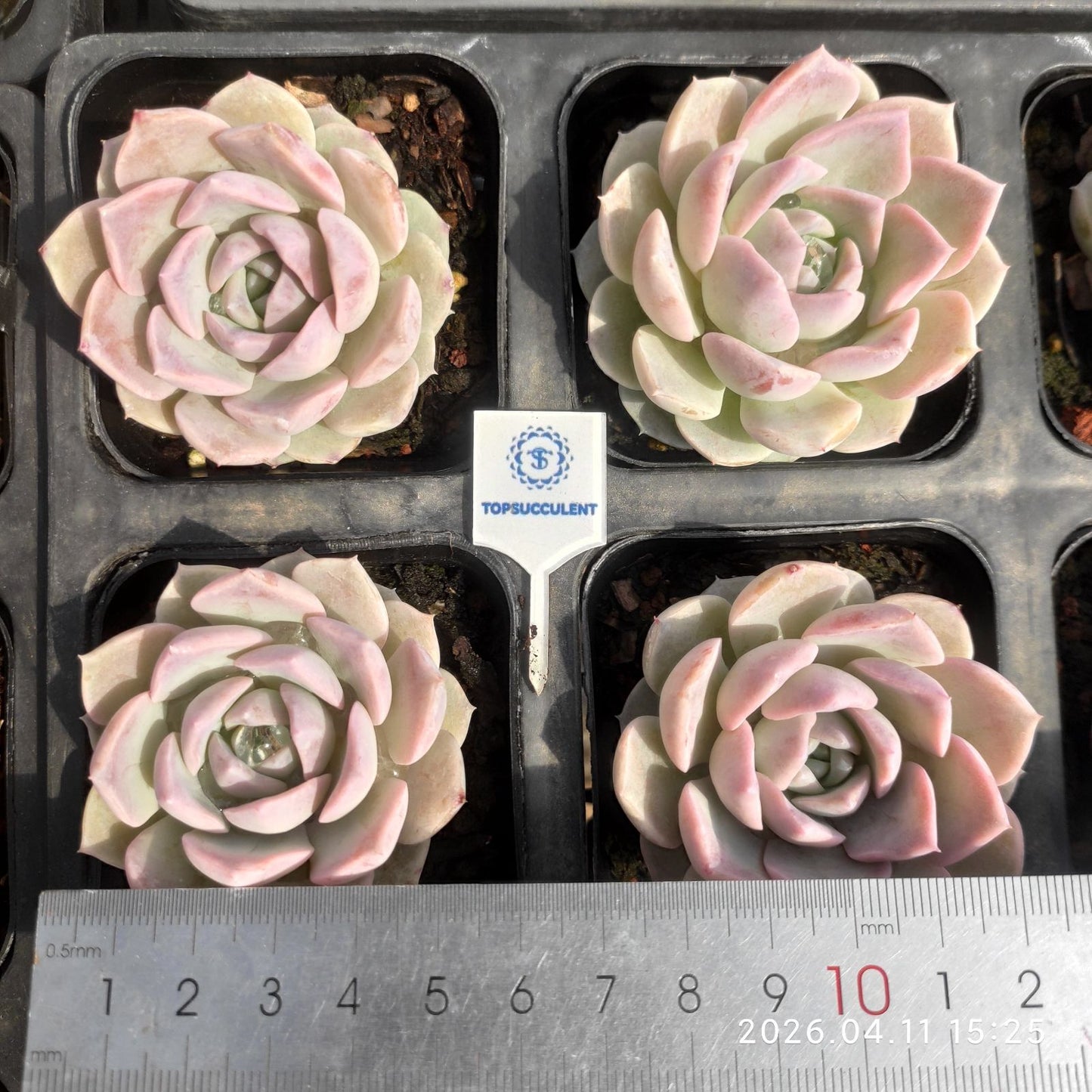 361489 ベロア ブラッシュ