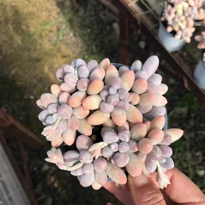 T26464 パフュームフィンガー