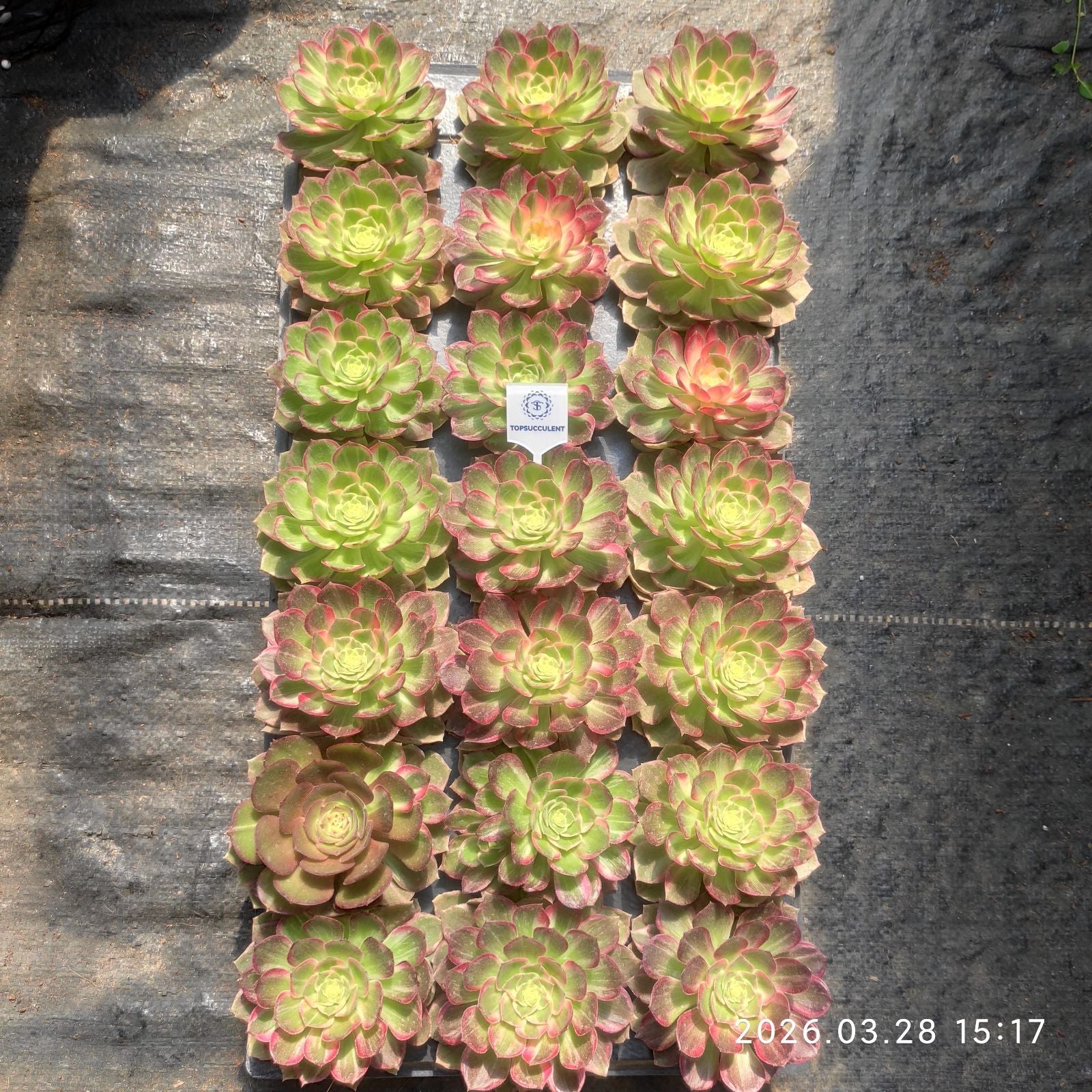 アエオニウム プラグトレー苗 – Top Succulent®