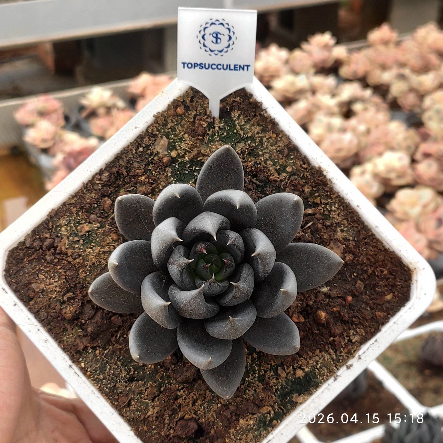 361622 ダークナイト