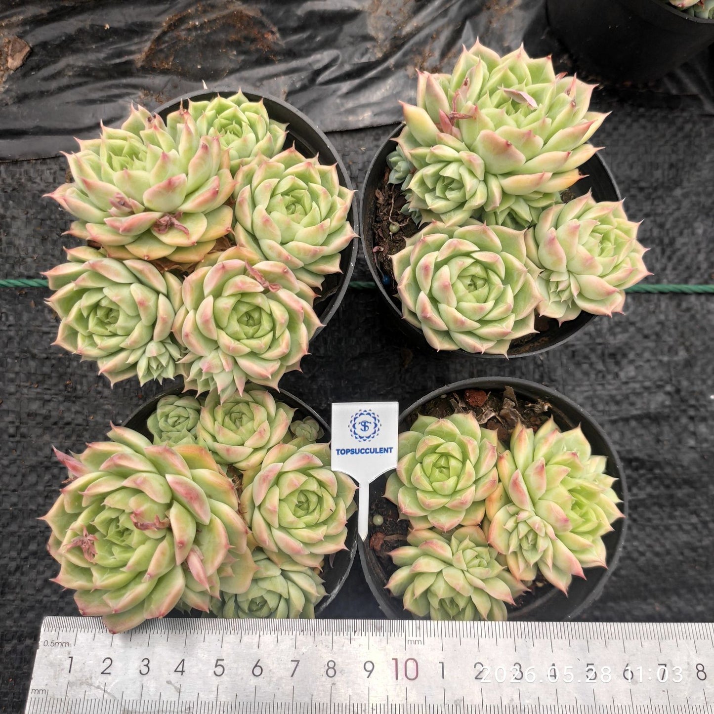 362695 レッドクィーン
