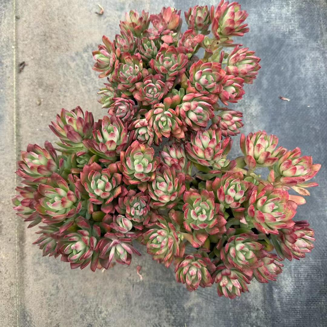 360072 ミニベル