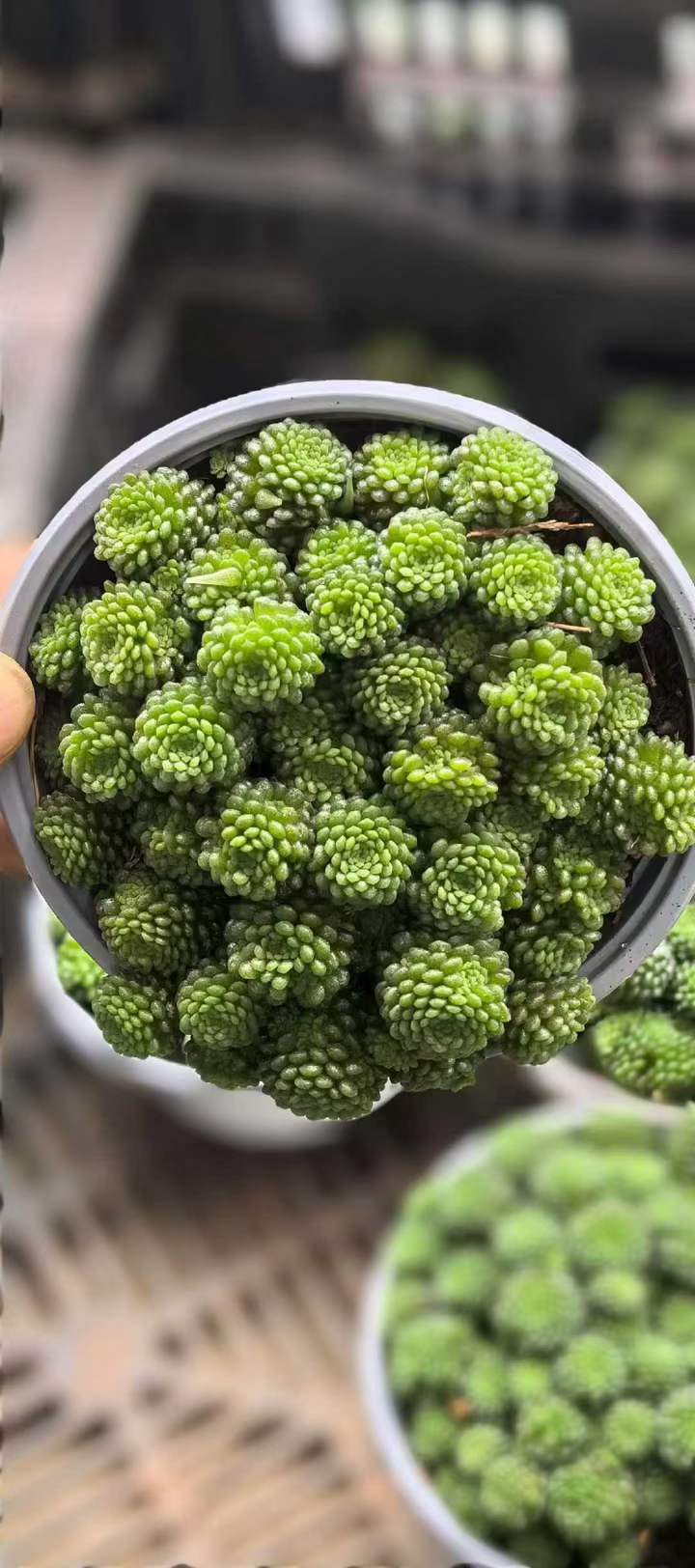 最新品種　ブラック悪魔錦　　BIG王特大群生　抜き苗 限定シリーズ一覧 – Top Succulent®