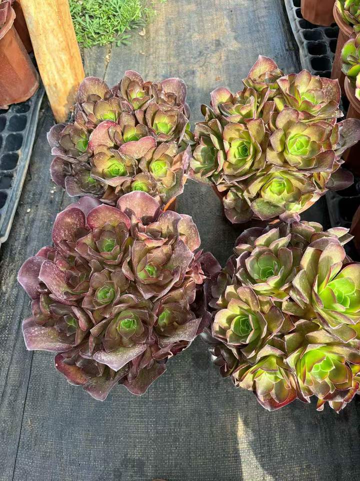 263831 チャーム　ゴールド