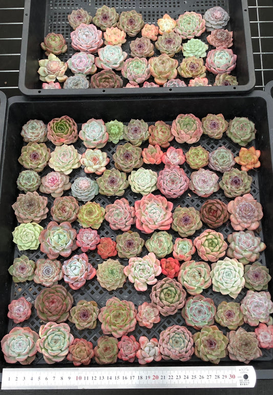 20076 ミックス苗100株（4cm pot）21