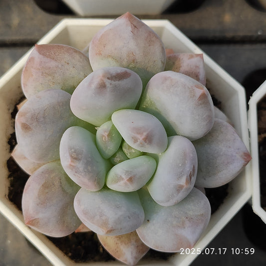 WWA209 ベービー　ドリーム (7cm pot)
