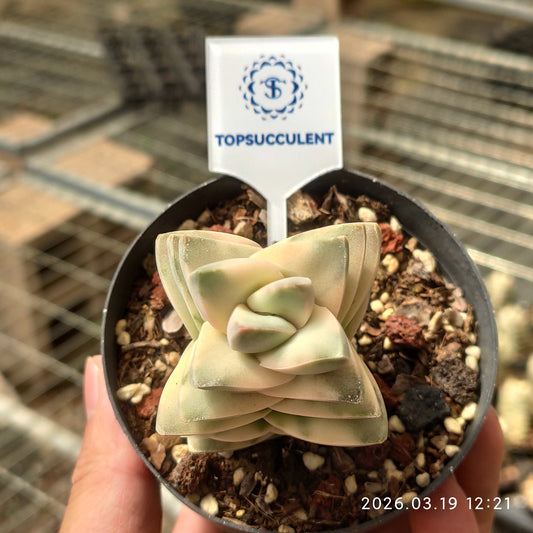 22261 ムーングロウ錦