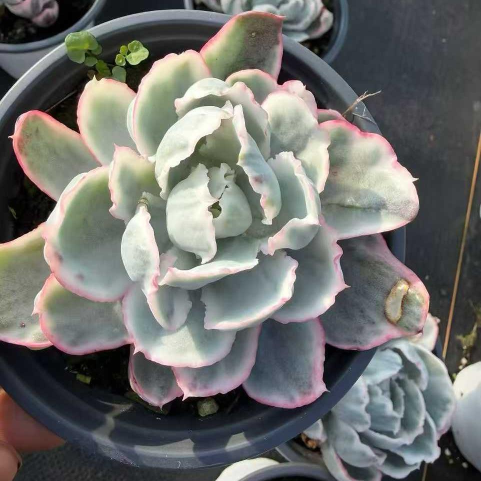 260971 バークレーライト錦