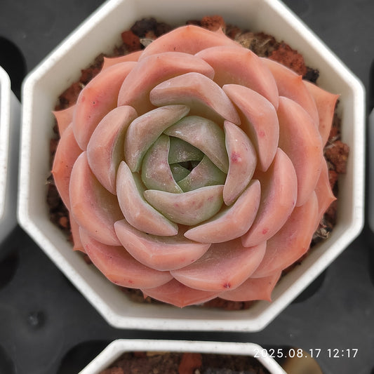 LMM257 レッドベルベットhyb（7cm pot）