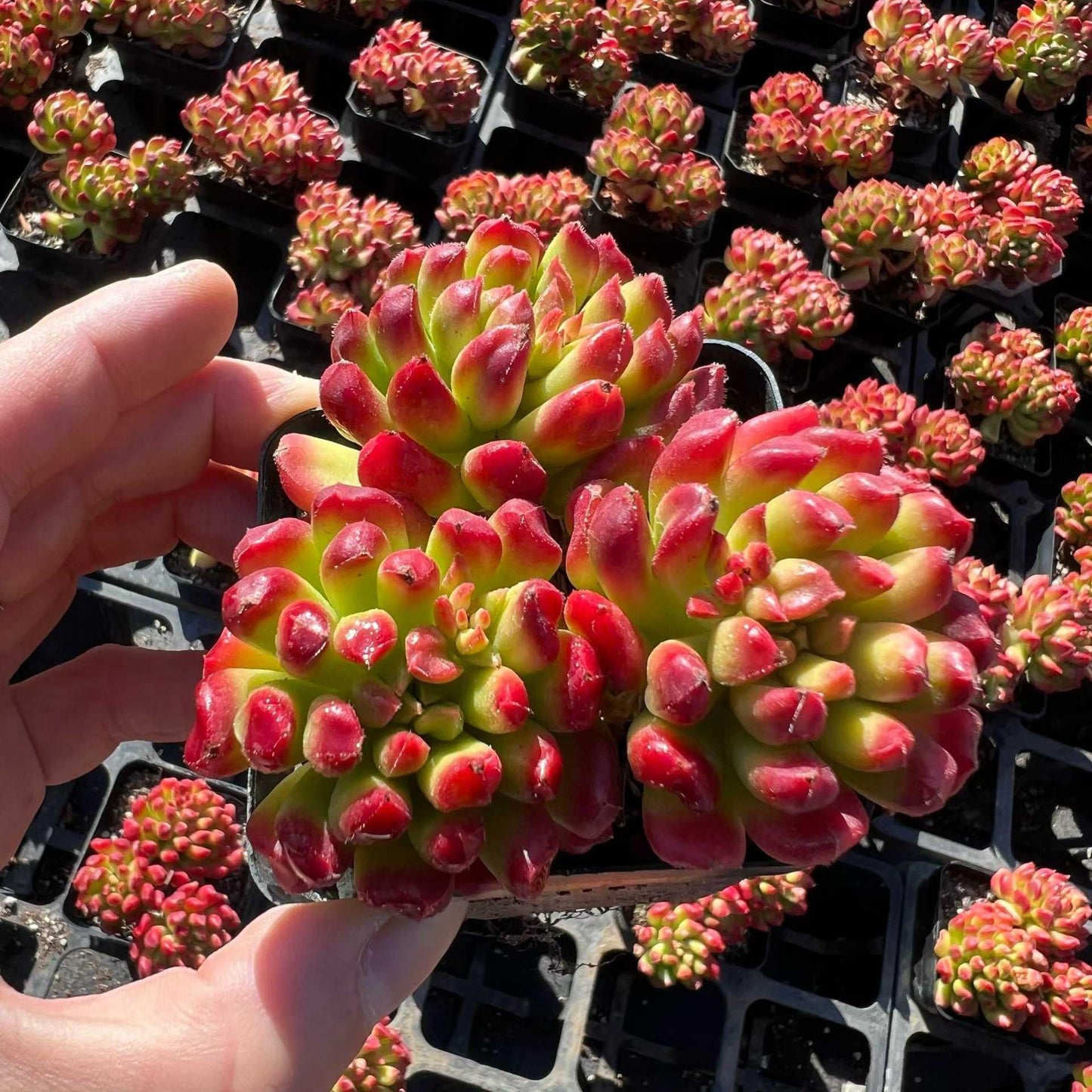 25038 スモールランタン