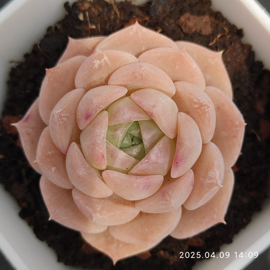 YBB206 ピュアラブ（7cm pot）