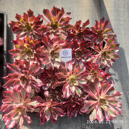 26095 ファントム